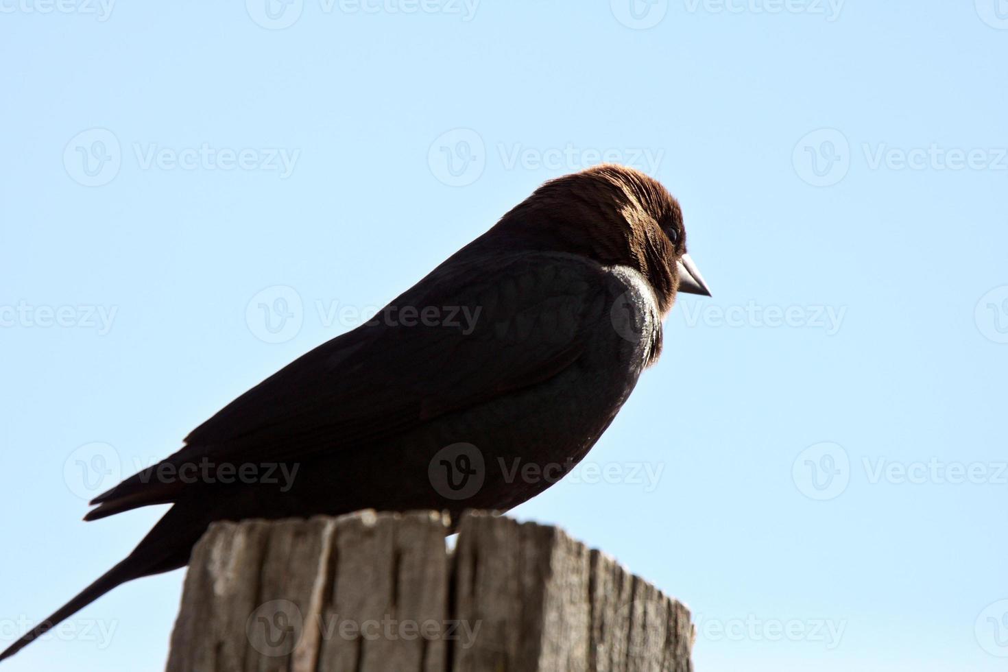 Vacher à tête brune perché sur le post photo