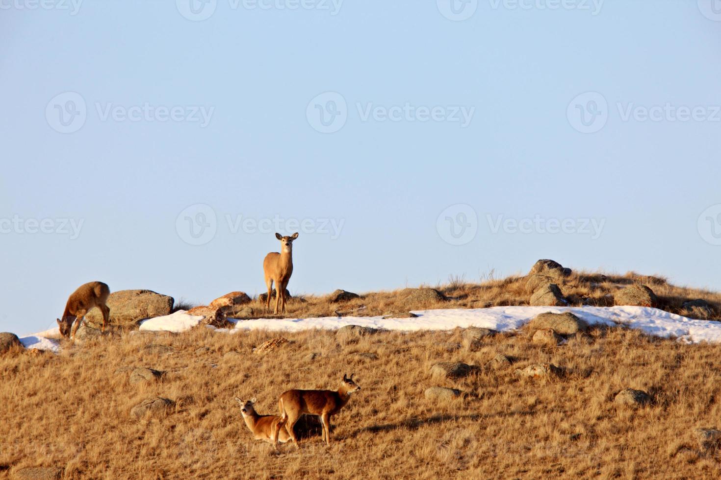 cerf en hiver saskatchewan canada photo