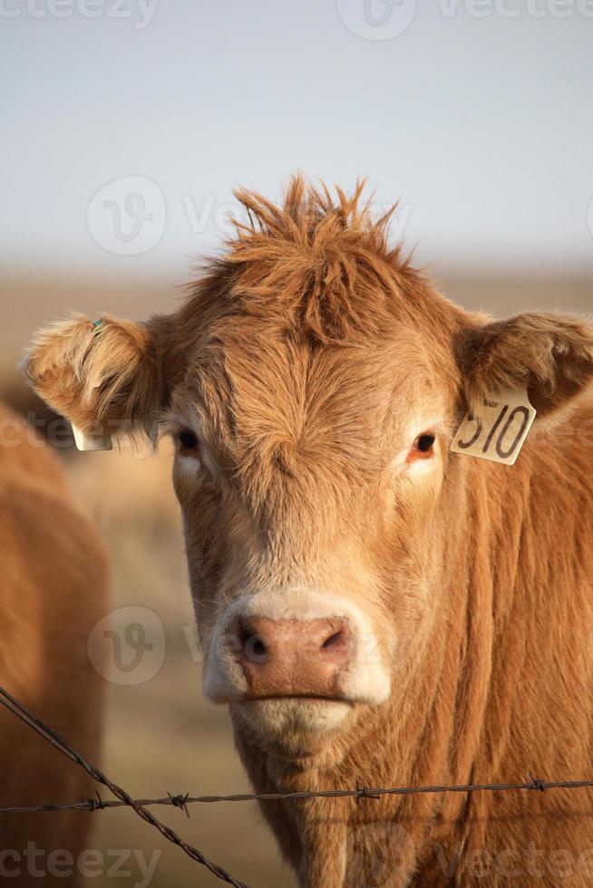 Vache taguée regardant par-dessus une clôture de barbelés photo