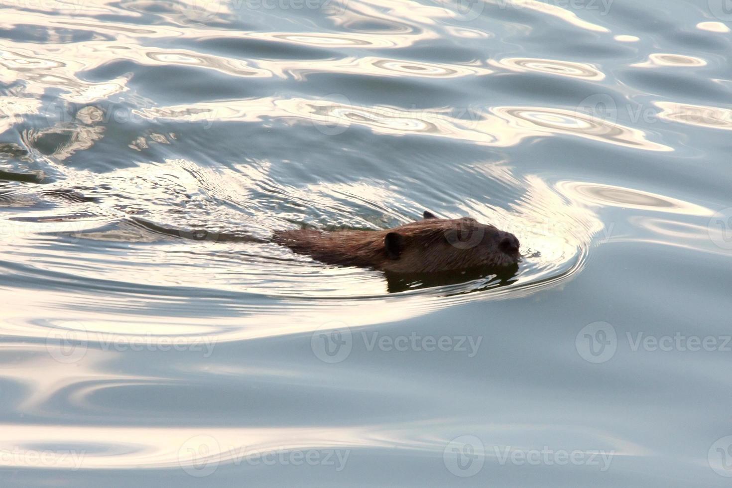 castor nageant dans une eau claire photo