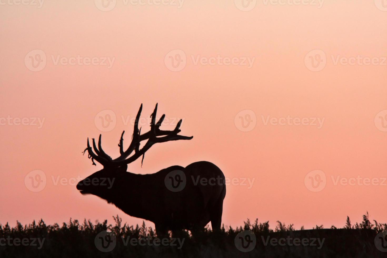 silhouette de wapiti mâle photo