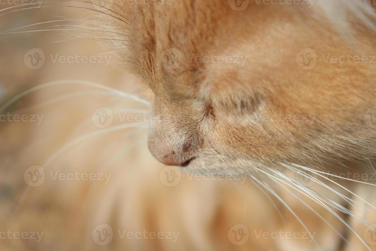 portrait de chat photo