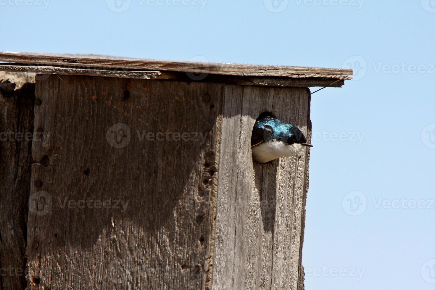 Hirondelle bicolore sortant la tête d'une maison d'oiseau photo