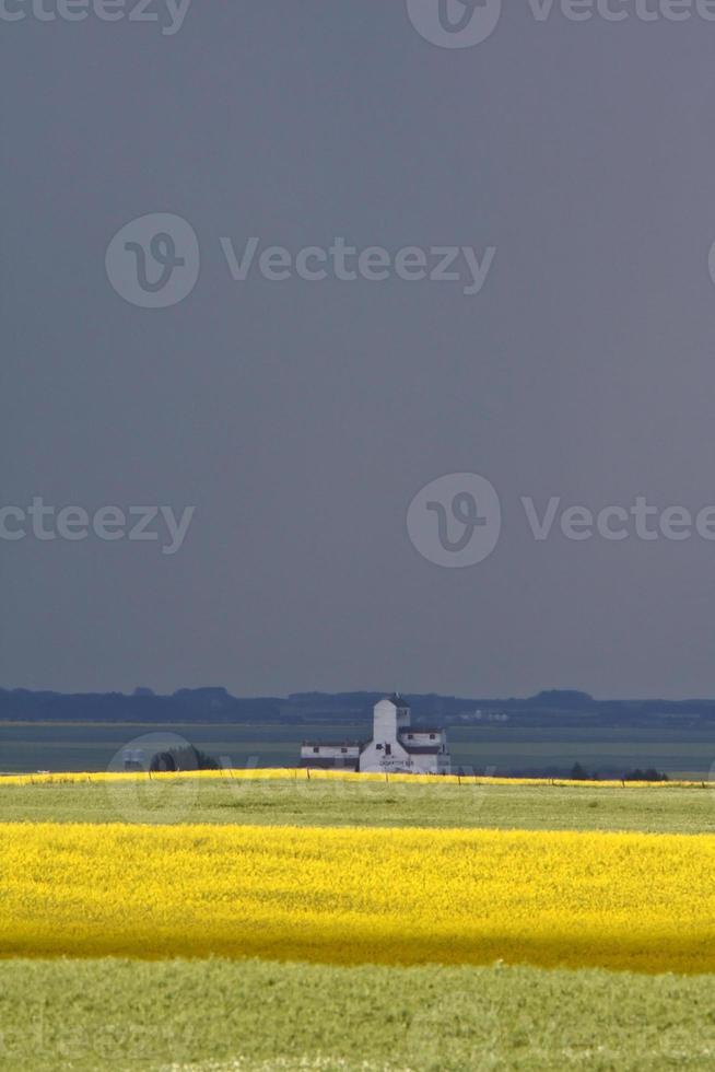 cultures de lin et de canola en saskatchewan photo