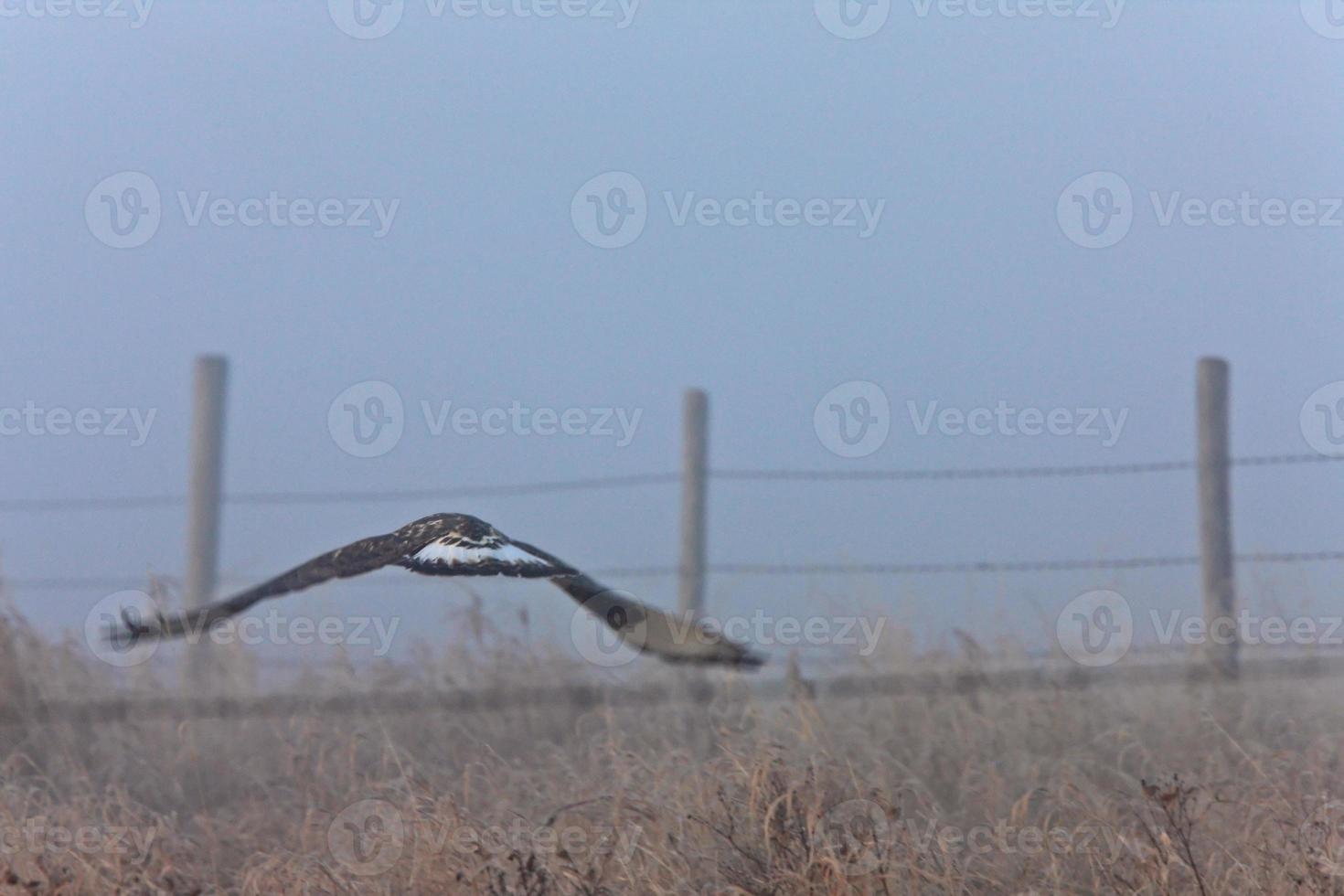 faucon en vol le matin brumeux photo