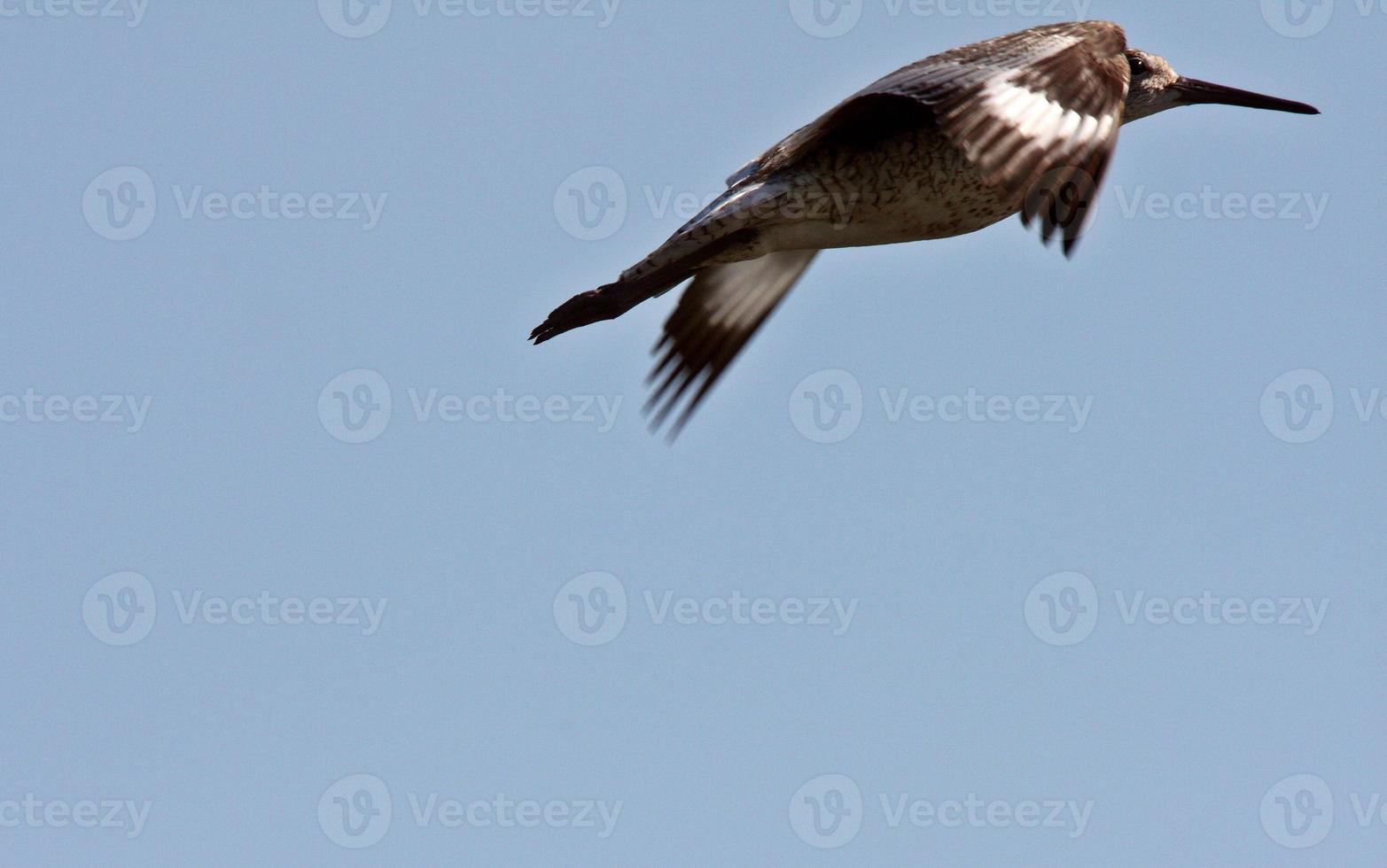 Willet en vol en Saskatchewan photo