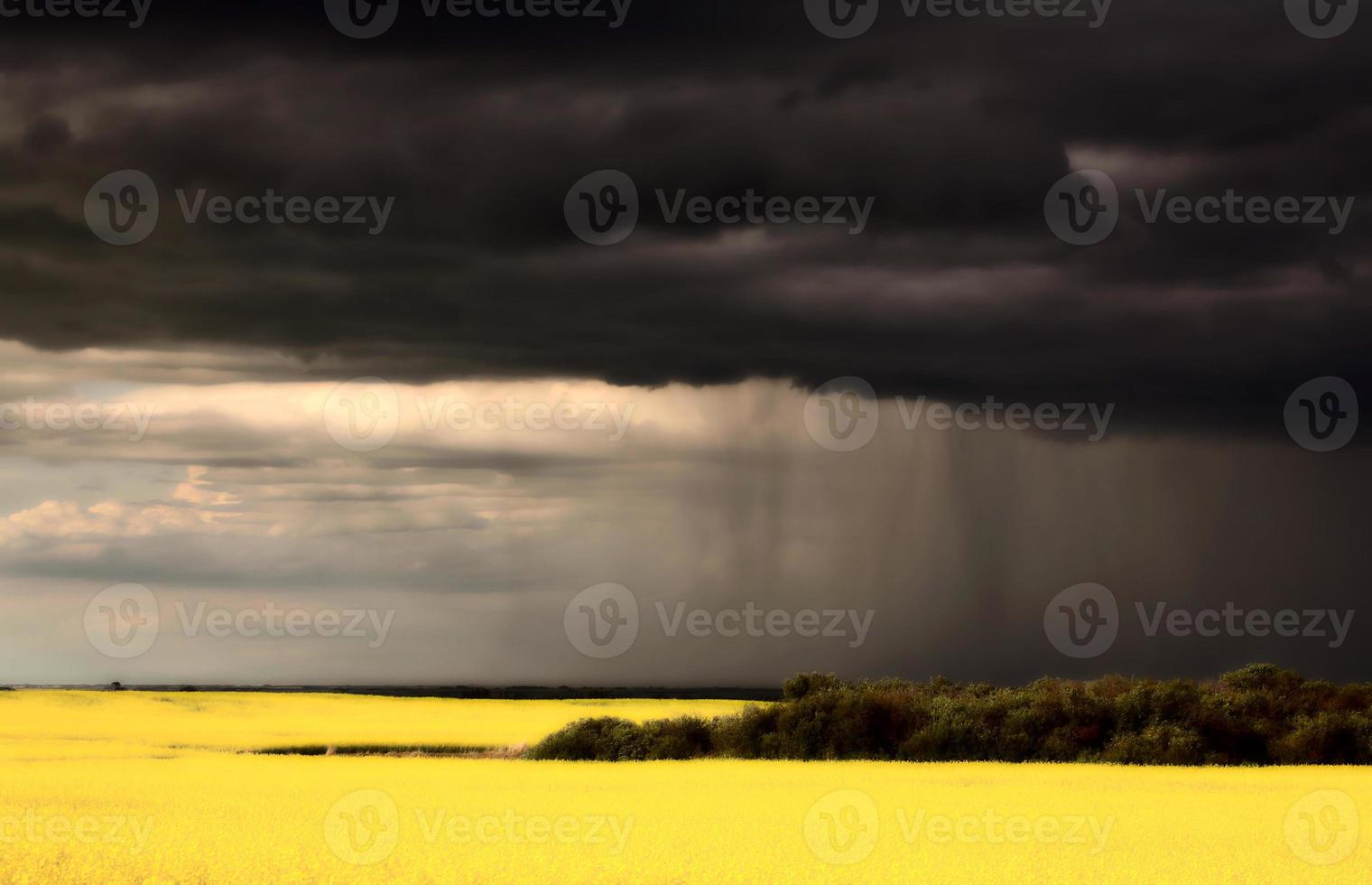 front de pluie approchant la récolte de canola de la saskatchewan photo