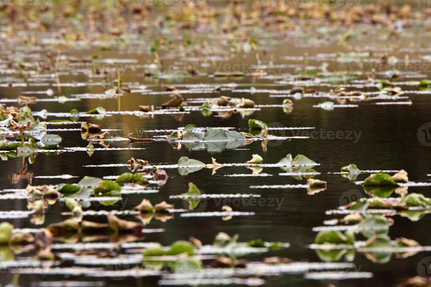 Feuilles de nénuphar dans le petit lac de la Colombie-Britannique photo