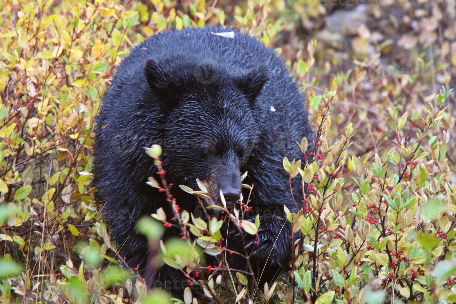 ours noir le long de la route de la Colombie-Britannique photo