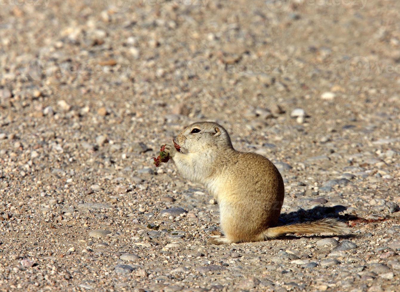 chien de prairie canada photo