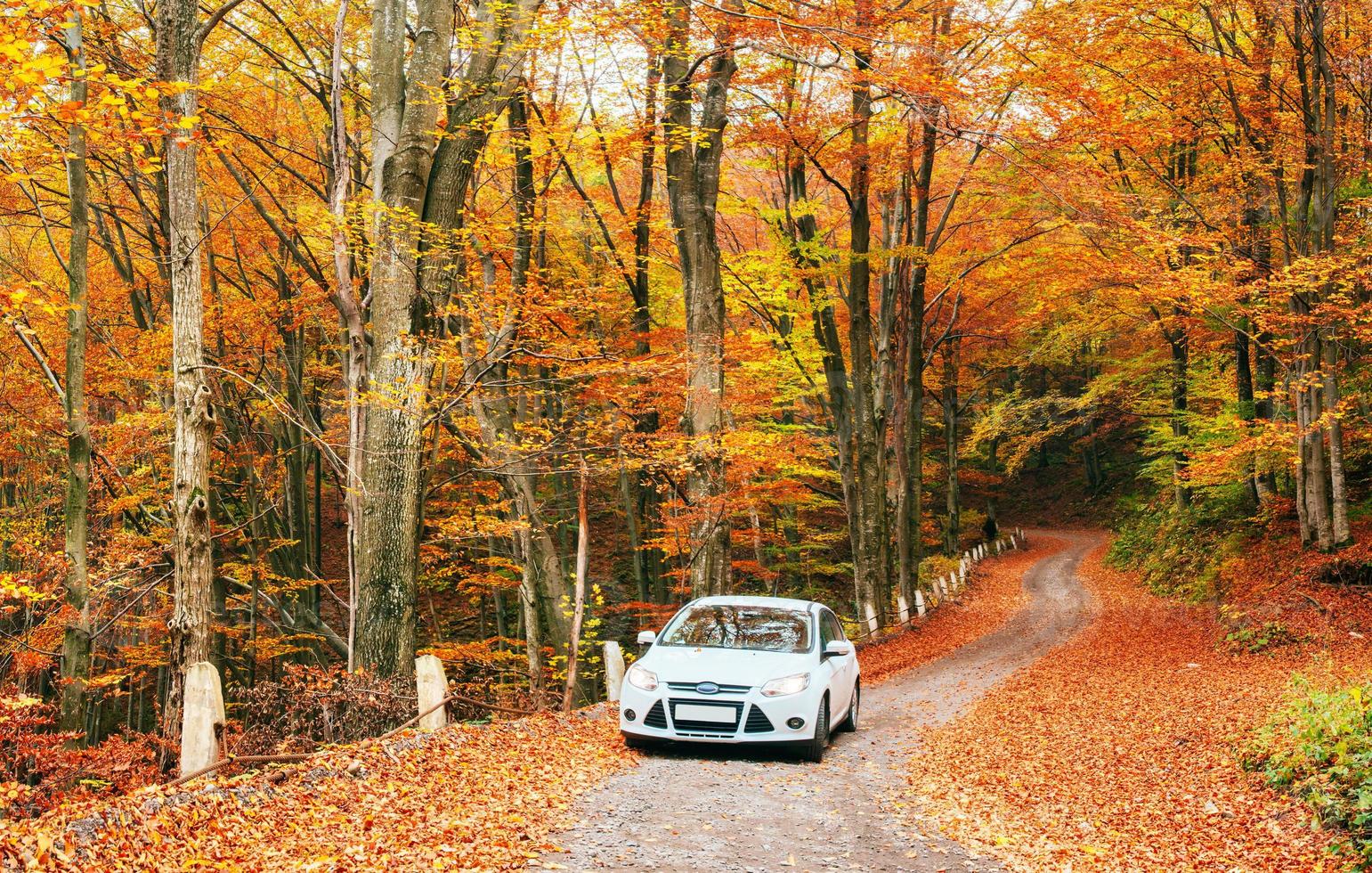 voiture blanche sur un sentier forestier. automne doré photo