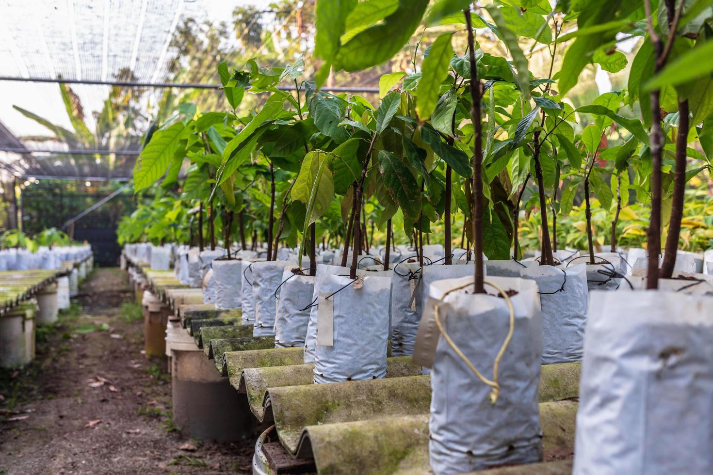 plants de cacao qui poussent à la ferme photo