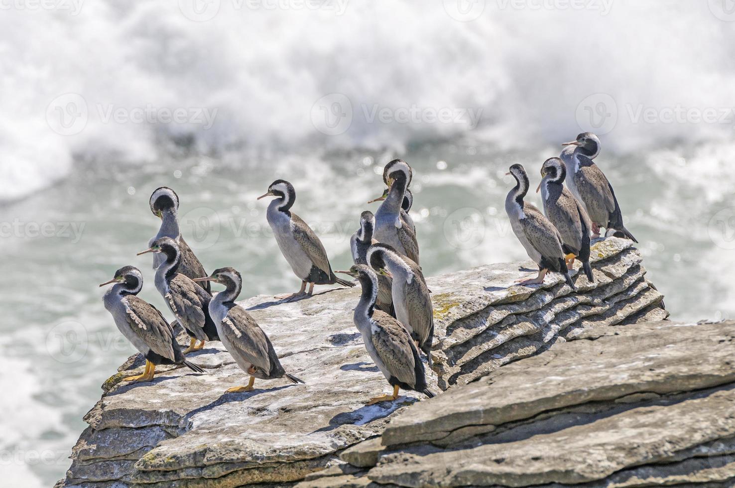 shags crachés sur un rocher côtier photo