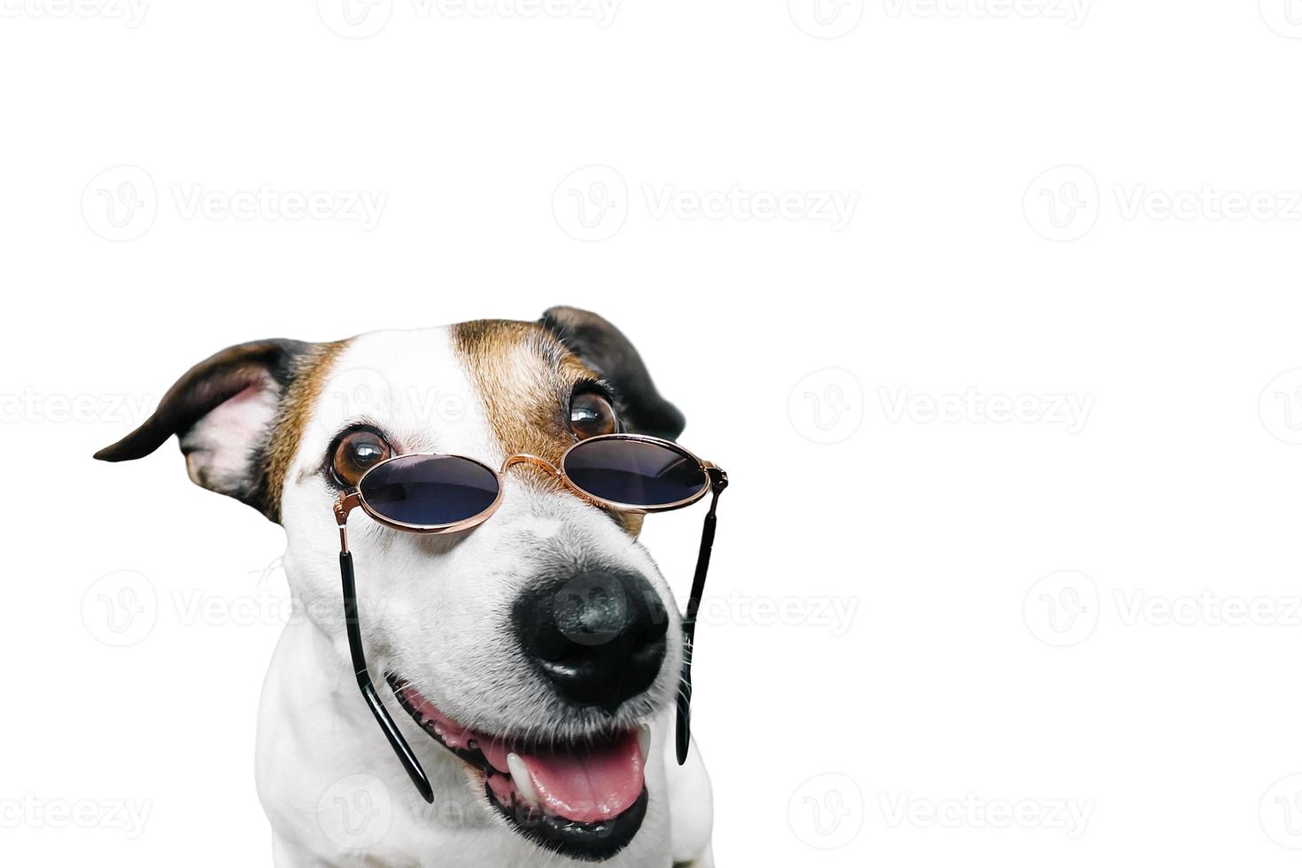 Le museau de Jack Russell avec des lunettes drôle, sur un fond blanc photo