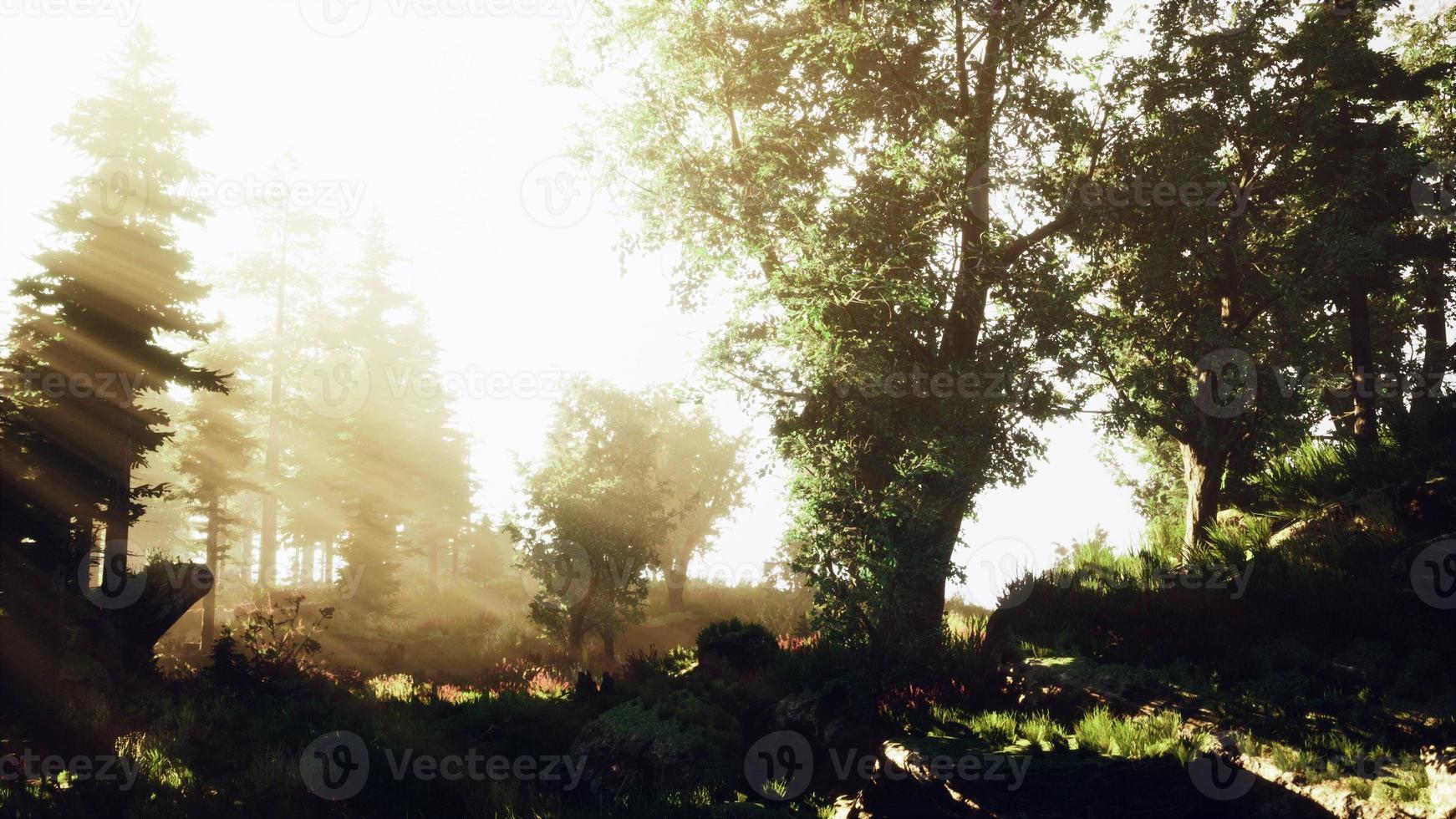 lever du soleil dans une forêt de conifères brumeuse photo