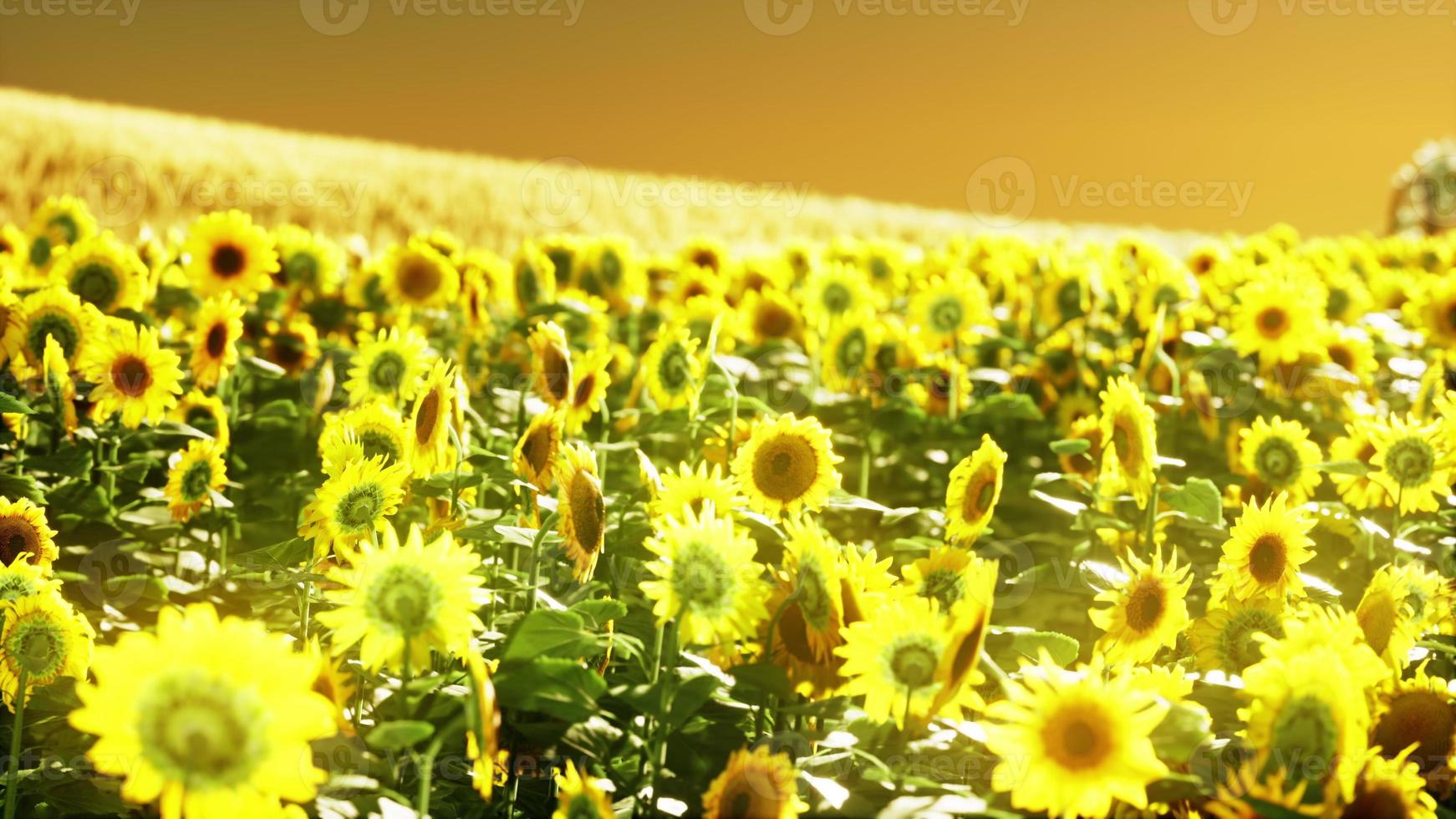 champ de tournesol baigné de la lumière dorée du soleil couchant photo