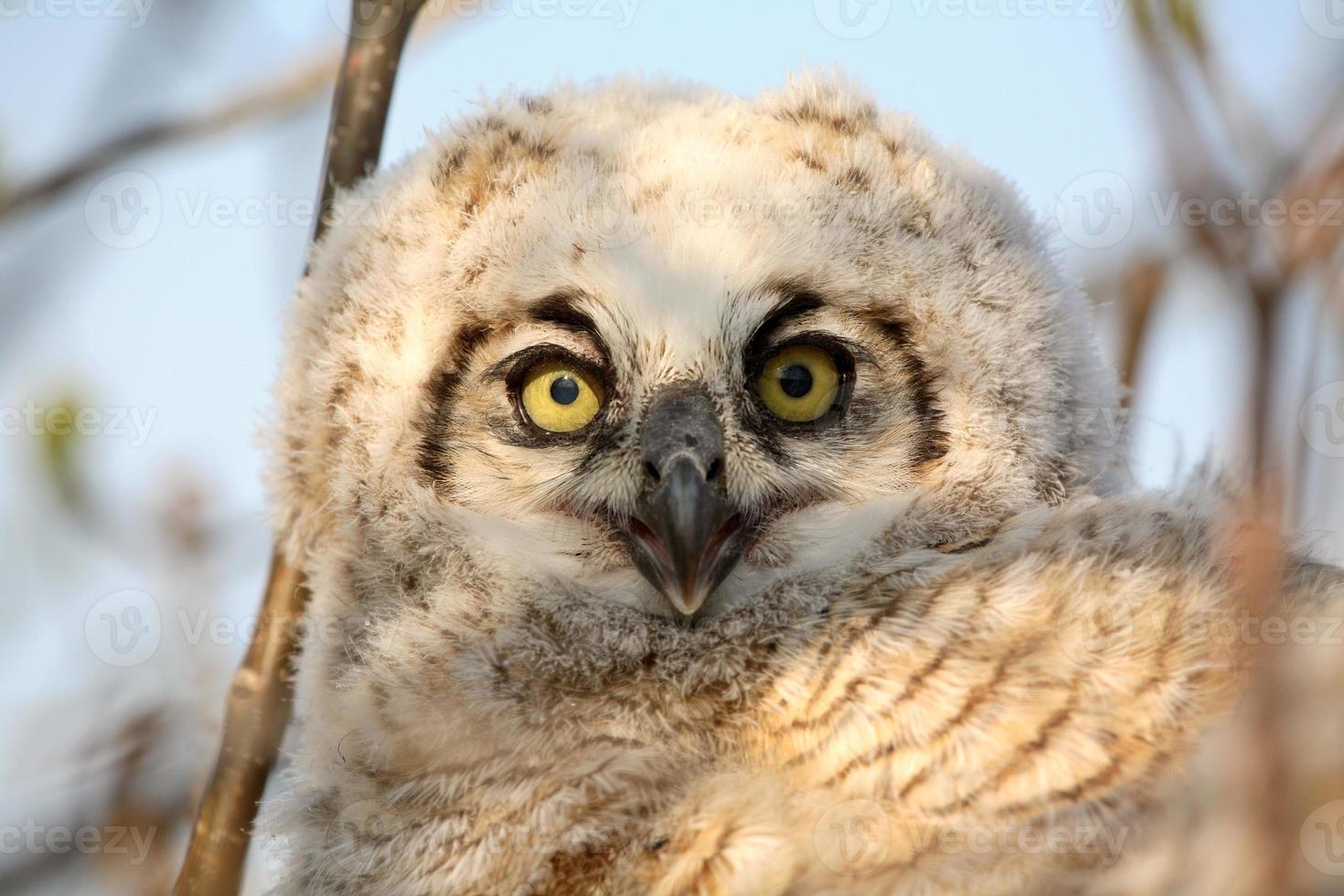 owlet dans son nid en saskatchewan photo