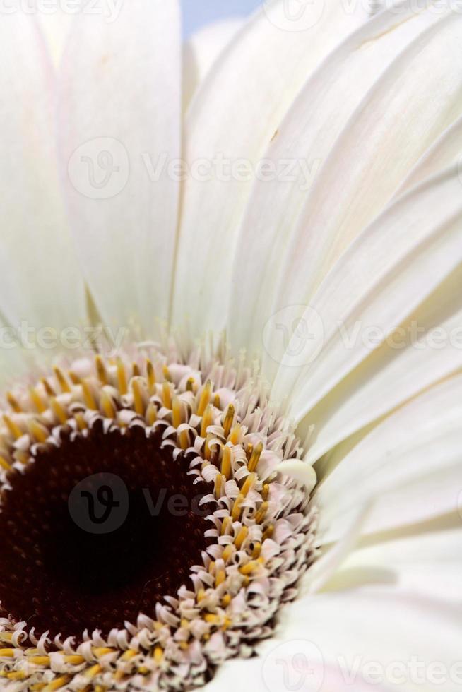 macro gros plan d'une fleur marguerite photo