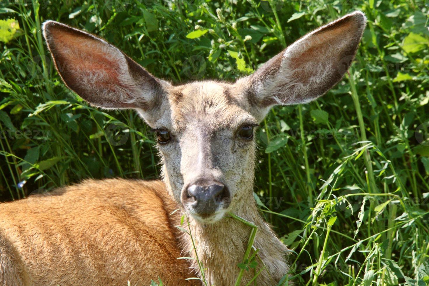 grand plan, de, cerf mulet, biche photo