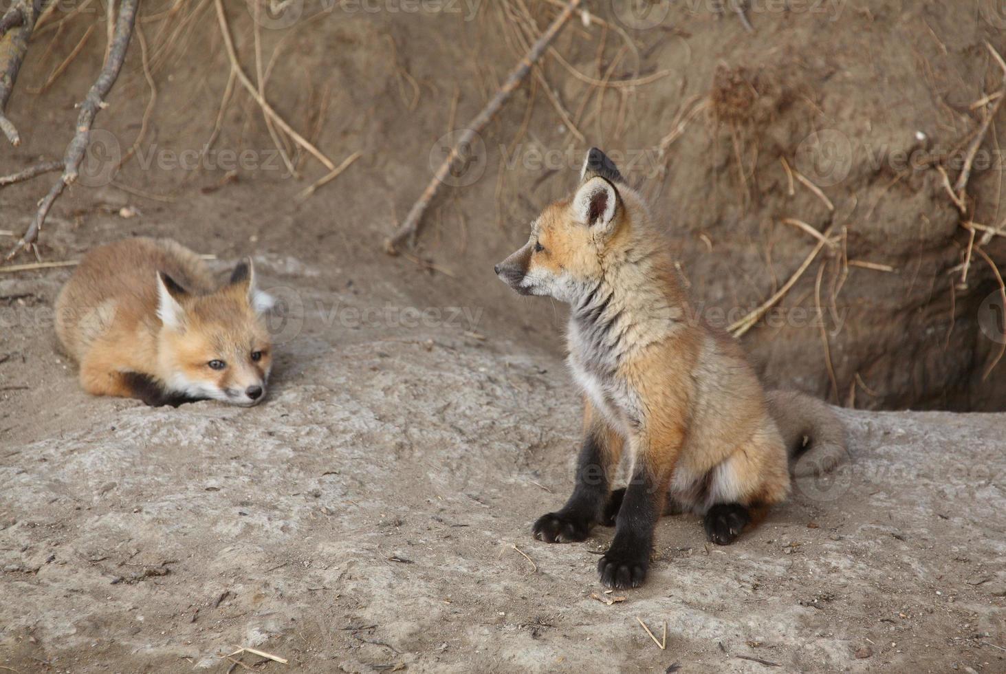 deux renardeaux roux à l'extérieur de leur tanière photo