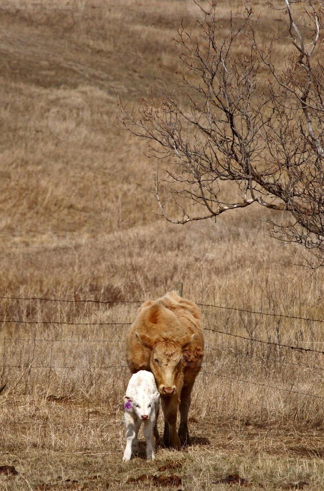 jeune veau avec sa mère au début du printemps photo