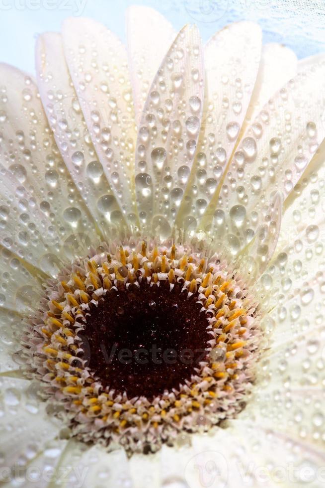 macro gros plan d'une fleur marguerite photo