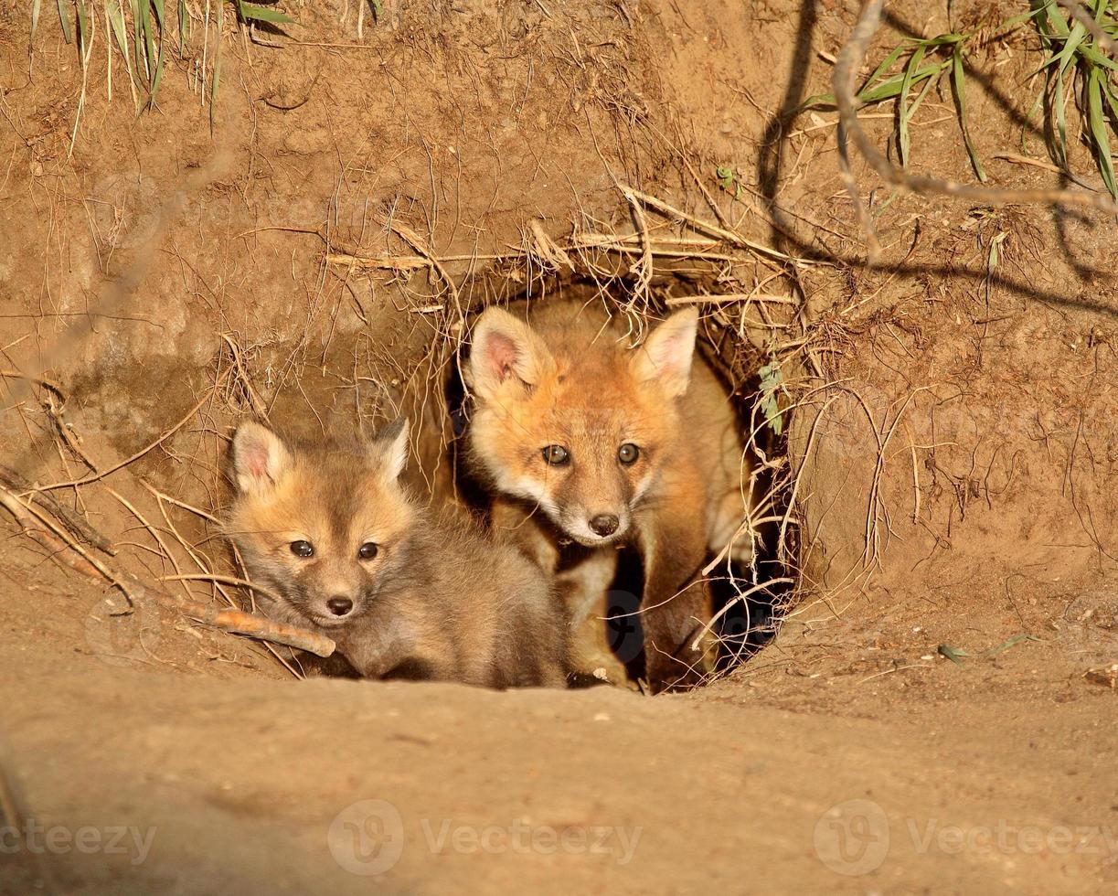 Kits de renard roux à l'entrée de la tanière en saskatchewan photo