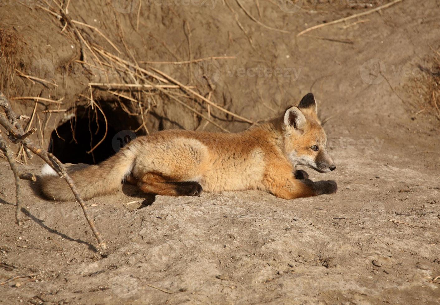 chiot renard roux en dehors de sa tanière photo