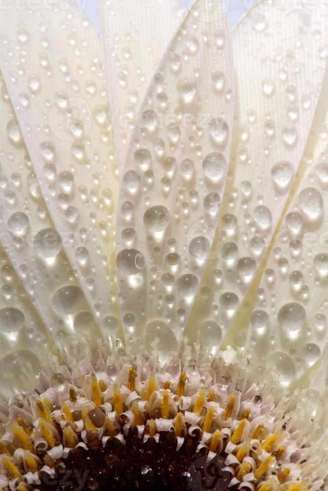 macro gros plan d'une fleur marguerite photo