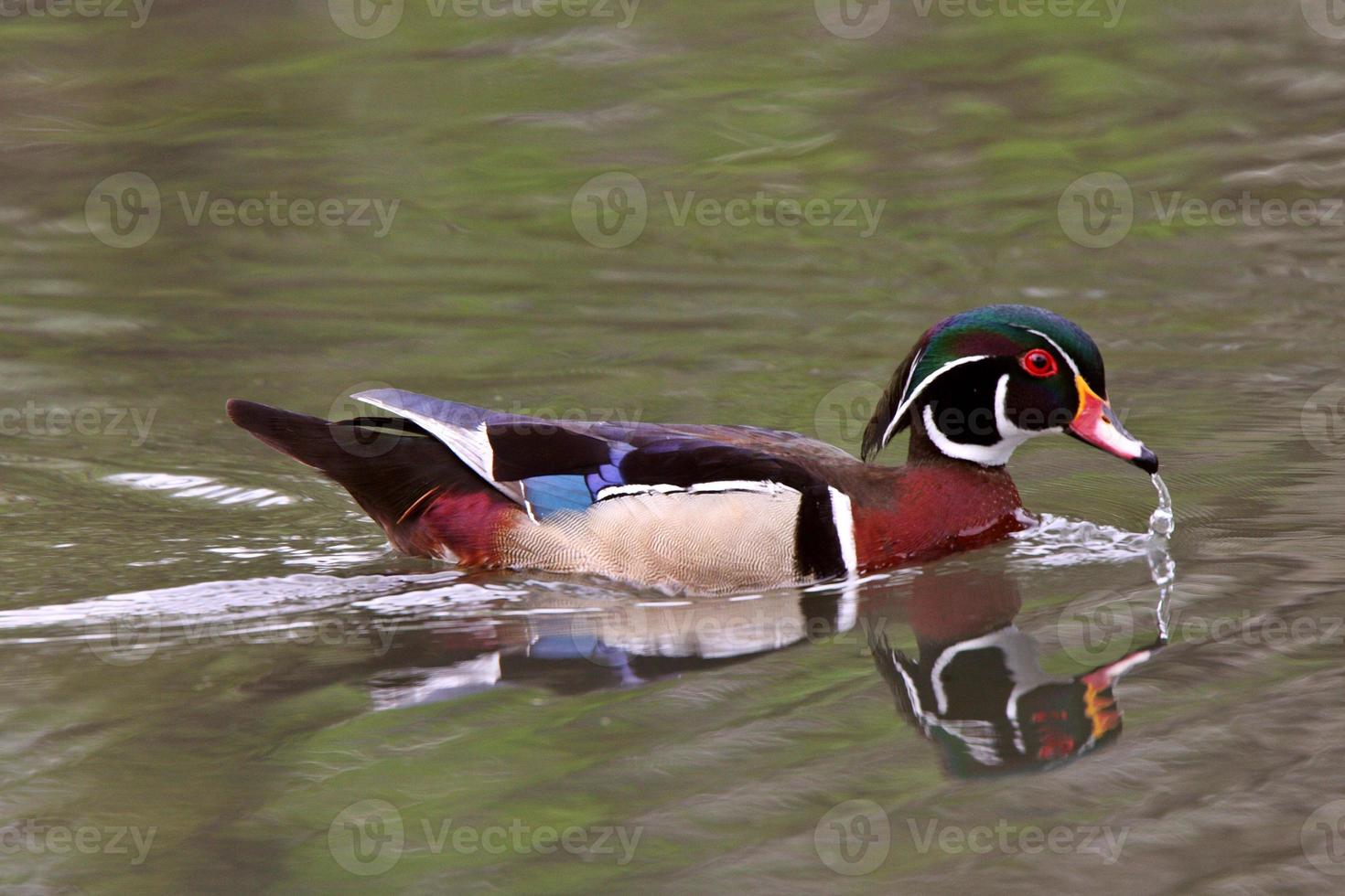 reflet de canard branchu sur l'étang photo