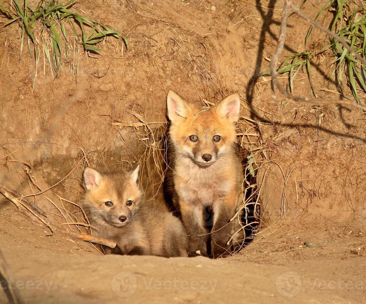 Kits de renard roux à l'entrée de la tanière en saskatchewan photo