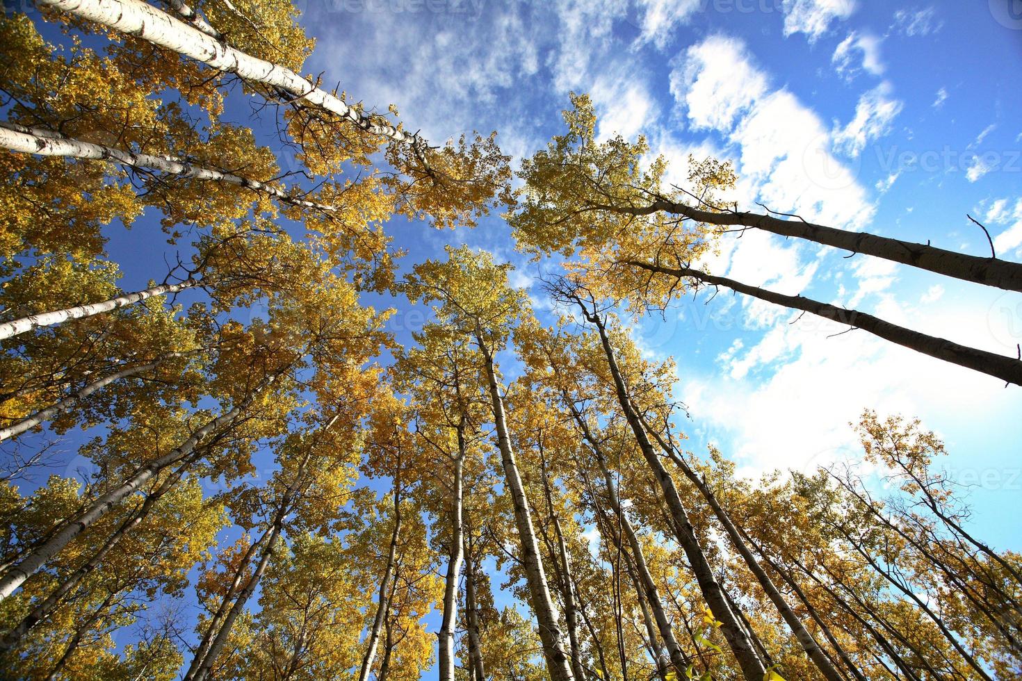 À travers les trembles à l'automne photo