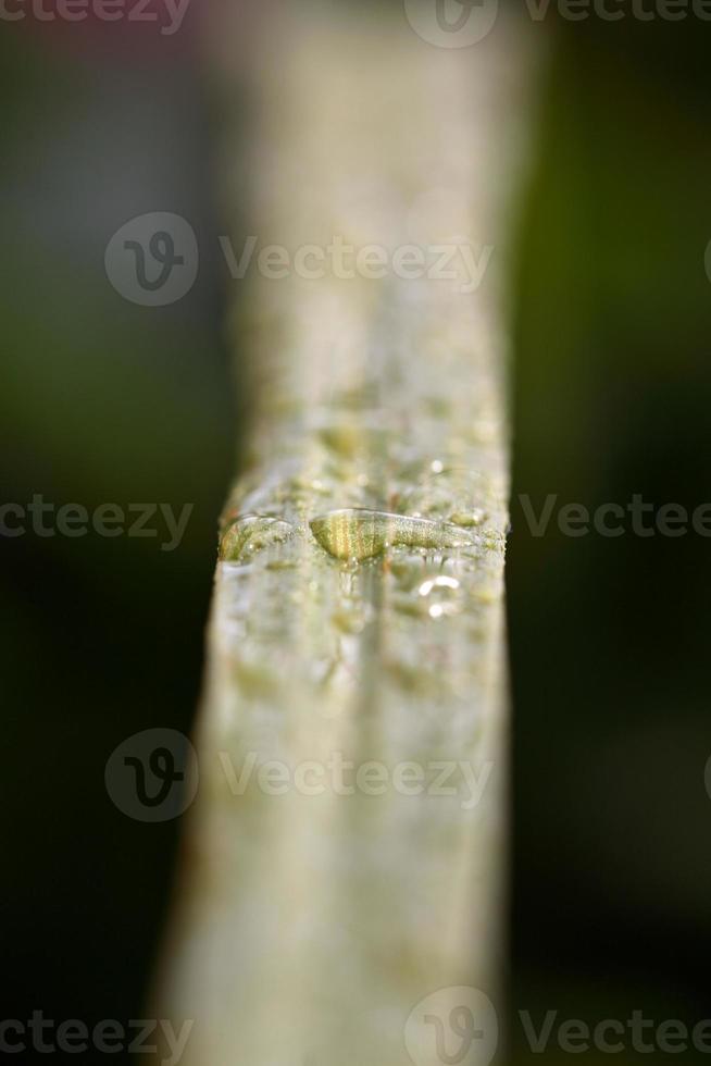 gouttes de pluie sur une feuille de lame dans la ville pittoresque de saskatchewan photo