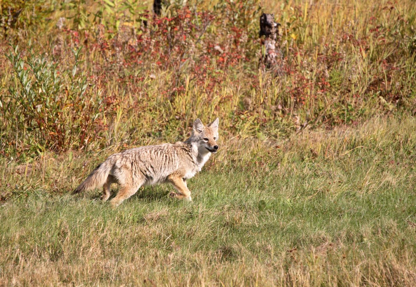 chiot coyote en alberta photo