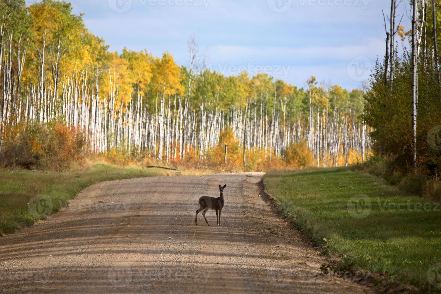 Biche à queue blanche sur route forestière à l'automne photo