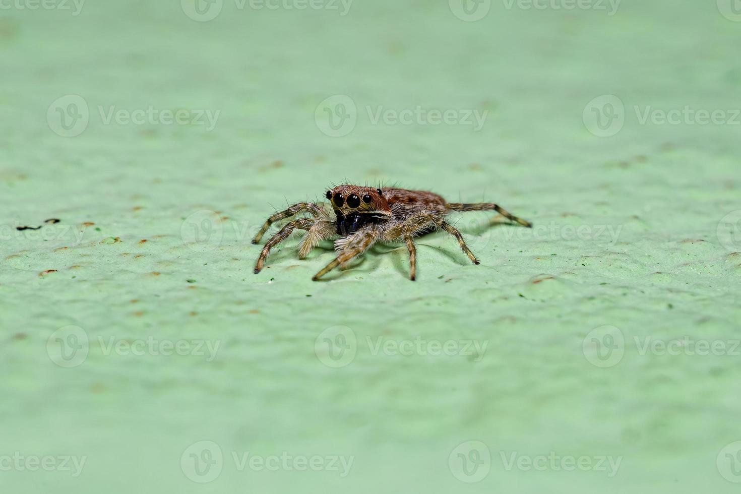 petite araignée sauteuse murale grise photo