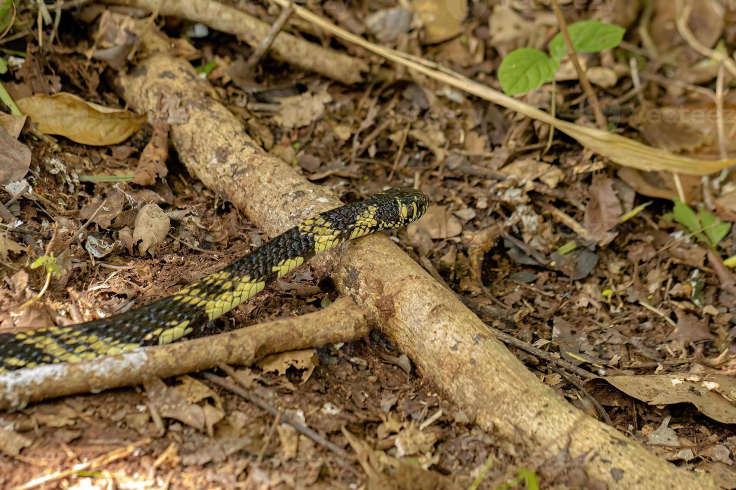 serpent de poulet noir et jaune photo