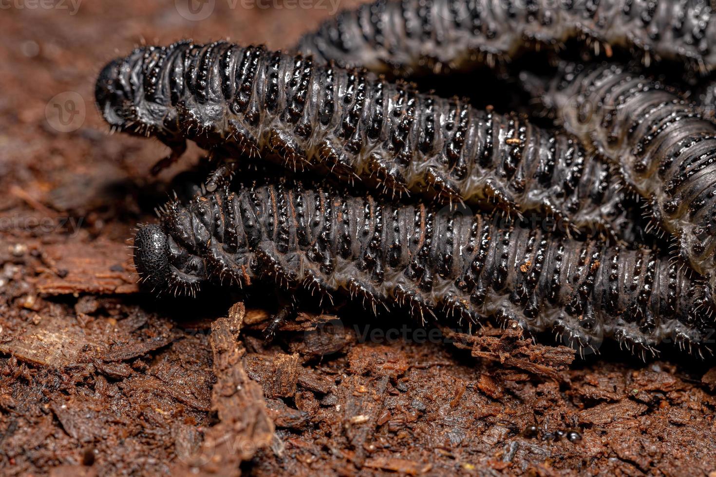 larves de tenthrèdes pergidées noires photo