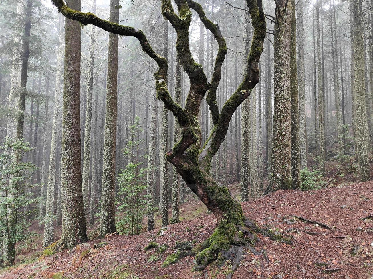 forêt brumeuse magique et arbres aux formes inhabituelles causées par le vent et l'environnement violents. parcourir le monde et découvrir ses merveilles. fond et papier peint. lieu de conte de fées. madère, portugal. photo