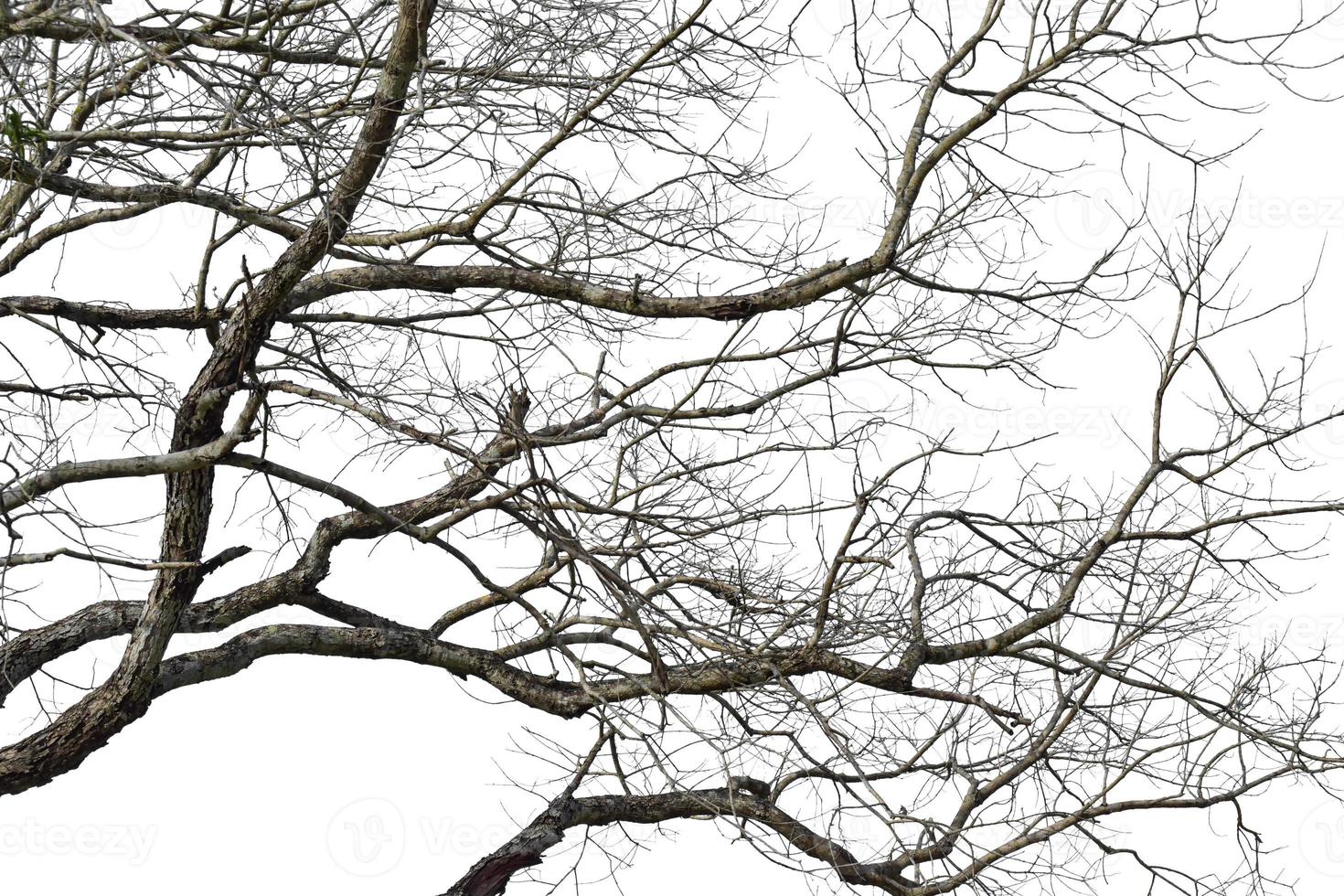 branche d'arbre sec isolé sur fond blanc. objet avec un tracé de détourage. photo