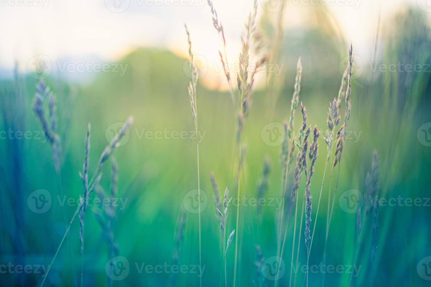 fleurs sauvages jaunes et prairie verte dans la forêt en toile de fond dans la lumière du soleil du soir, paysage printemps-été flou. rêve bokeh nature gros plan, aventure idyllique paysage naturel. photo