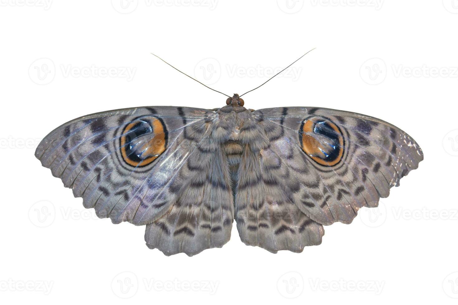 papillon gris isolé sur fond blanc. objet avec un tracé de détourage. photo