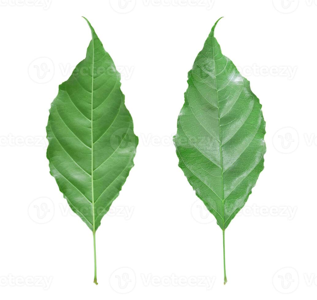 feuille verte isolée sur fond blanc. objet de vue arrière et avant avec chemin de détourage photo