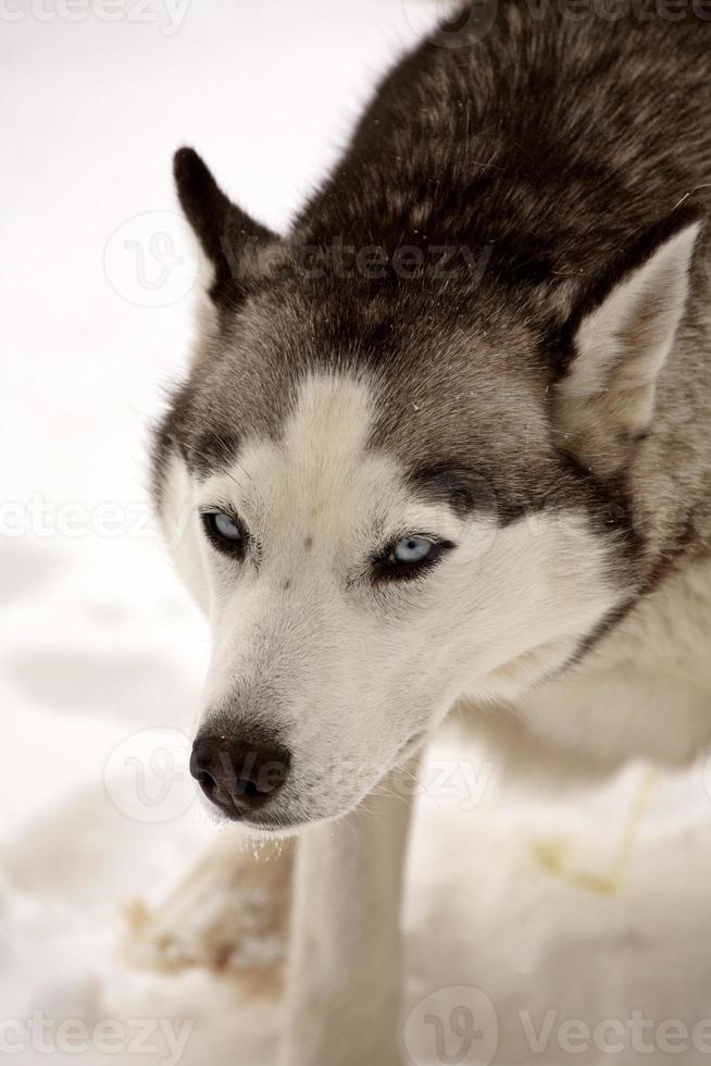 husky sibérien en hiver photo