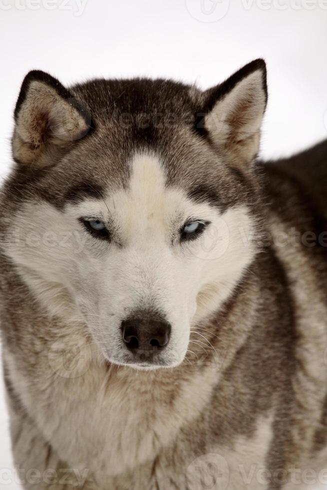 husky sibérien en hiver photo