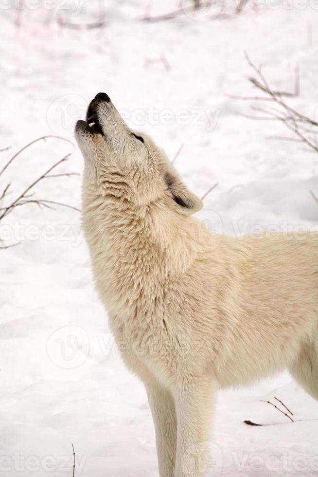 loup arctique en hiver photo