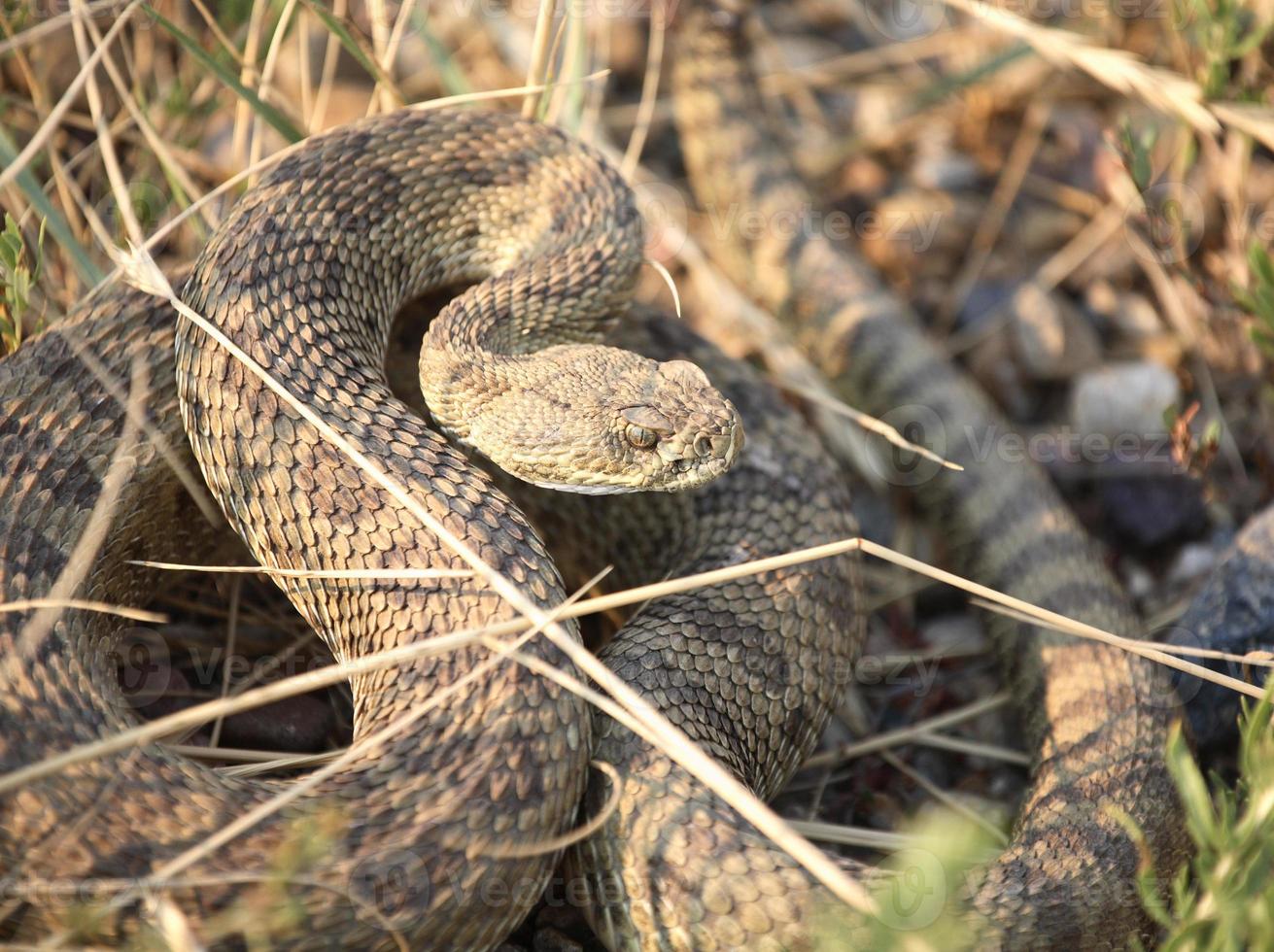 serpent à sonnette recroquevillé à côté d'une route de la saskatchewan photo