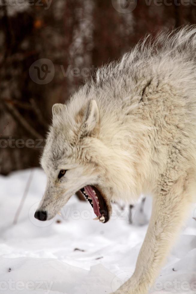 loup arctique en hiver photo