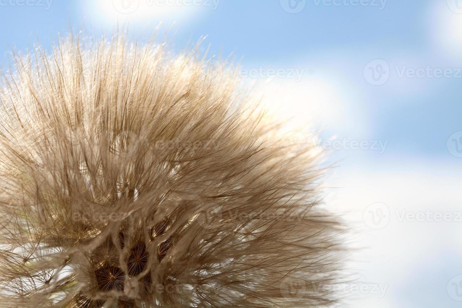 puffball de pissenlit trouvé le long de la route de campagne de la saskatchewan photo