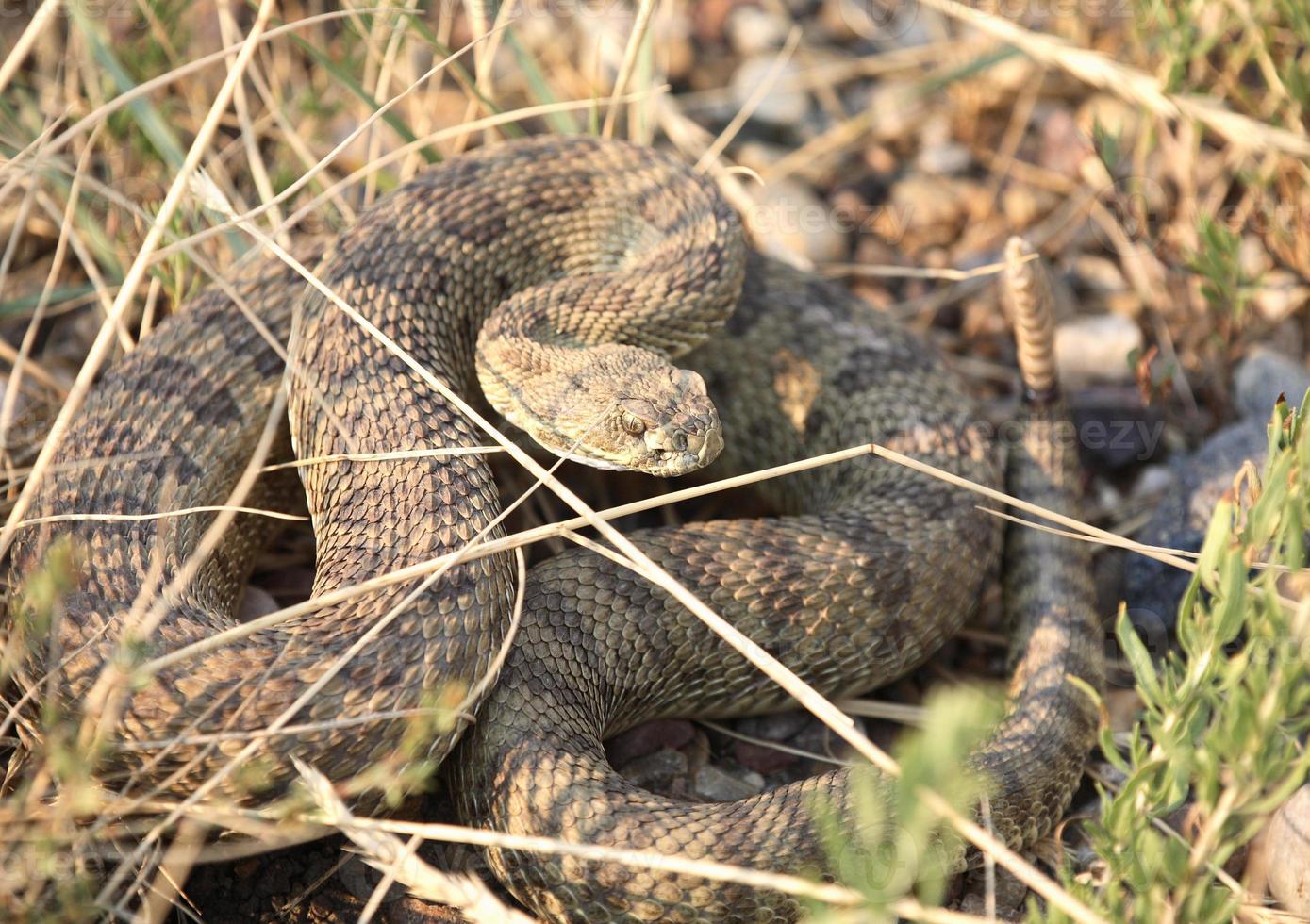 serpent à sonnette recroquevillé à côté d'une route de la saskatchewan photo